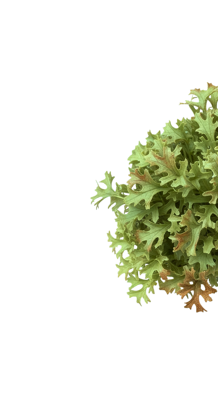 Cetraria illustration
