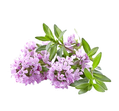 сироп исландского мха